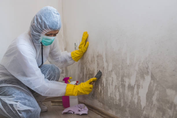 Best Local Mold Removal Service  in Elma, WA