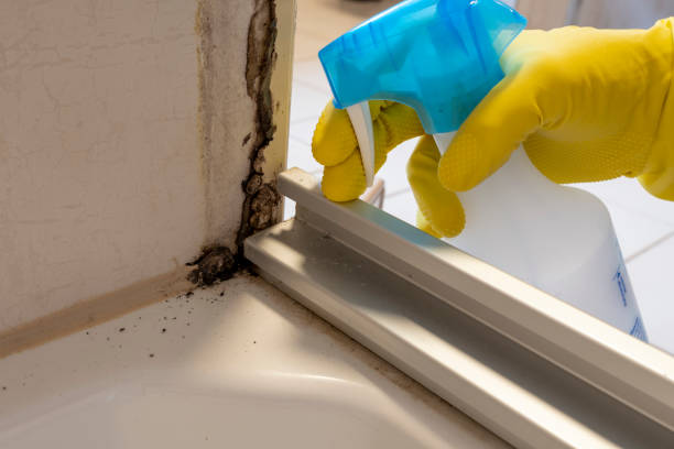 Professional Mold Removal in Elma, WA