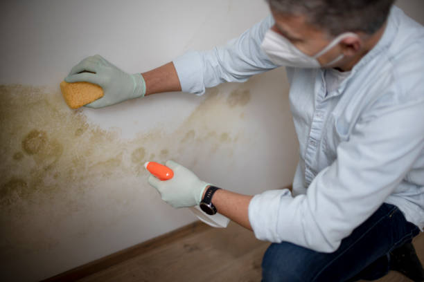 Best Crawl Space Mold Removal  in Elma, WA