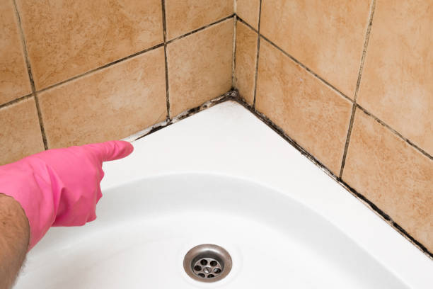Best Best Mold Removal Companies  in Elma, WA